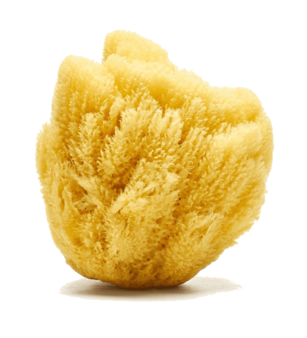Buy premium quality natural sea sponges online Spongean
