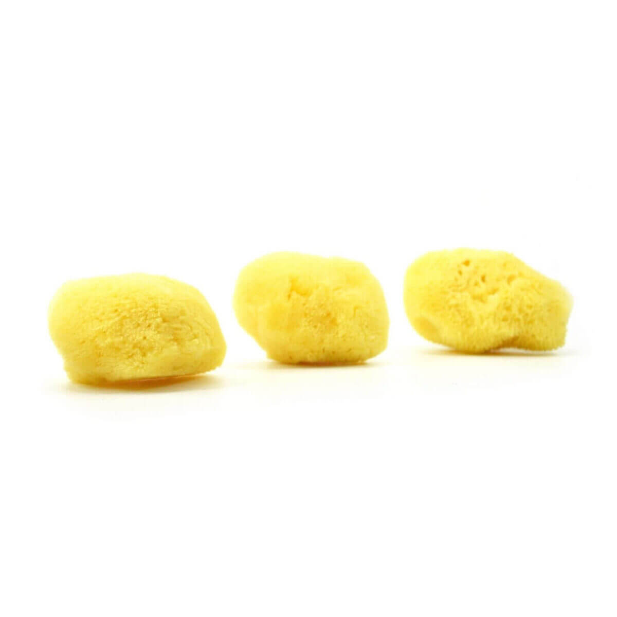 Buy premium quality natural sea sponges online Spongean