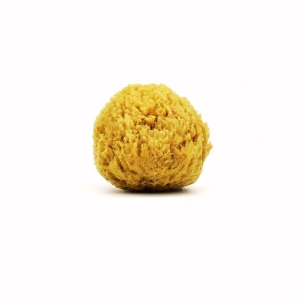 Buy premium quality natural sea sponges online Spongean