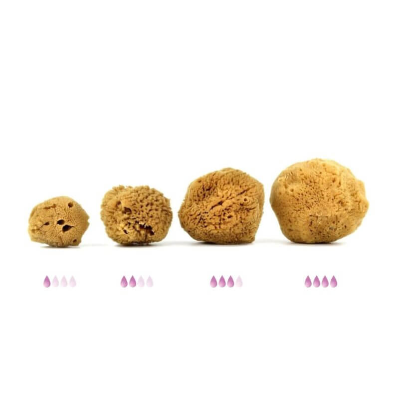 Buy premium quality natural sea sponges online Spongean