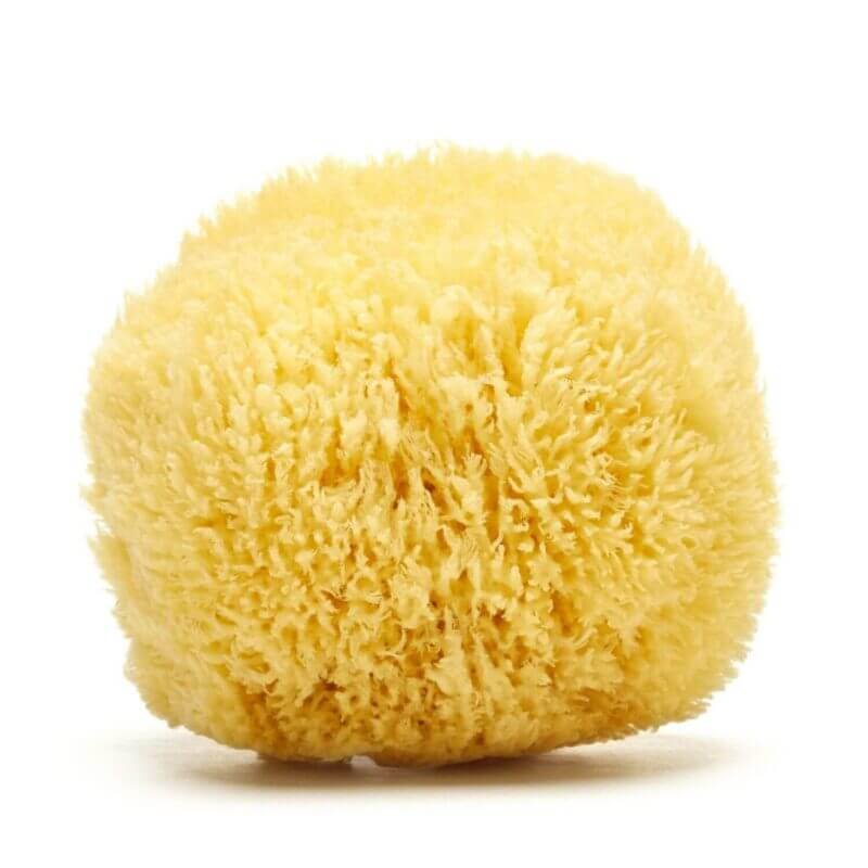 Buy natural sea sponges for your baby online Spongean
