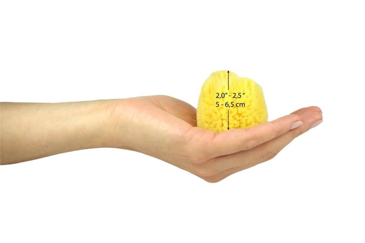 Here, you can get an idea of the size of a 2.0″ – 2.5″ sponge in comparison to an average hand.