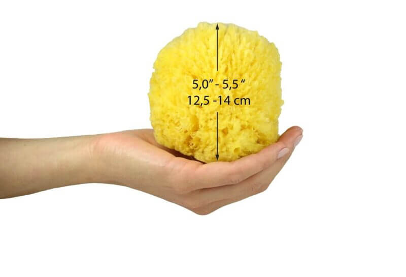 Here, you can get an idea of the size of a 5.0″ – 5.5″ sponge in comparison to an average hand.