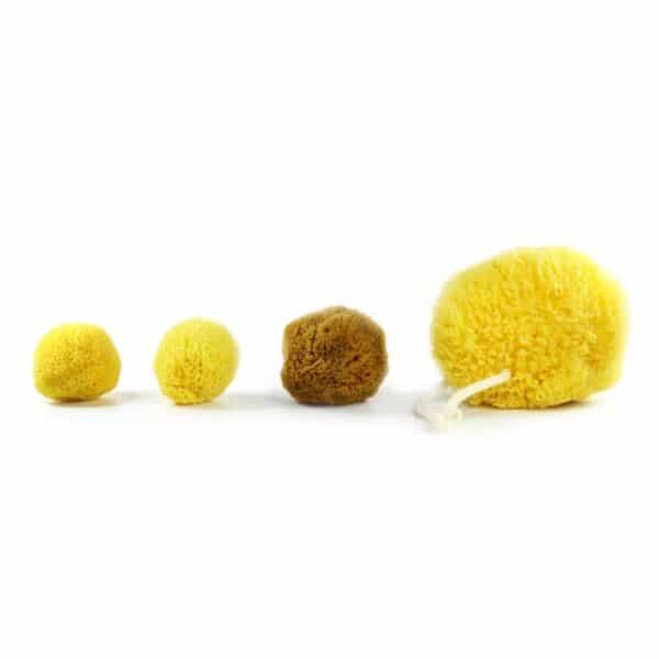 Buy premium quality natural sea sponges online Spongean