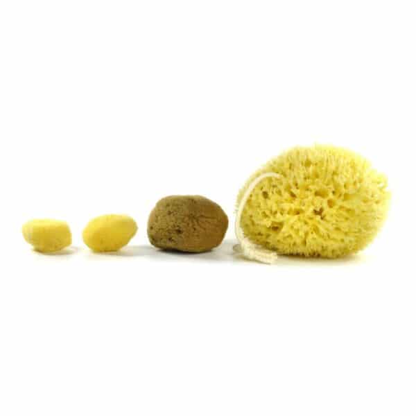 Buy premium quality natural sea sponges online Spongean
