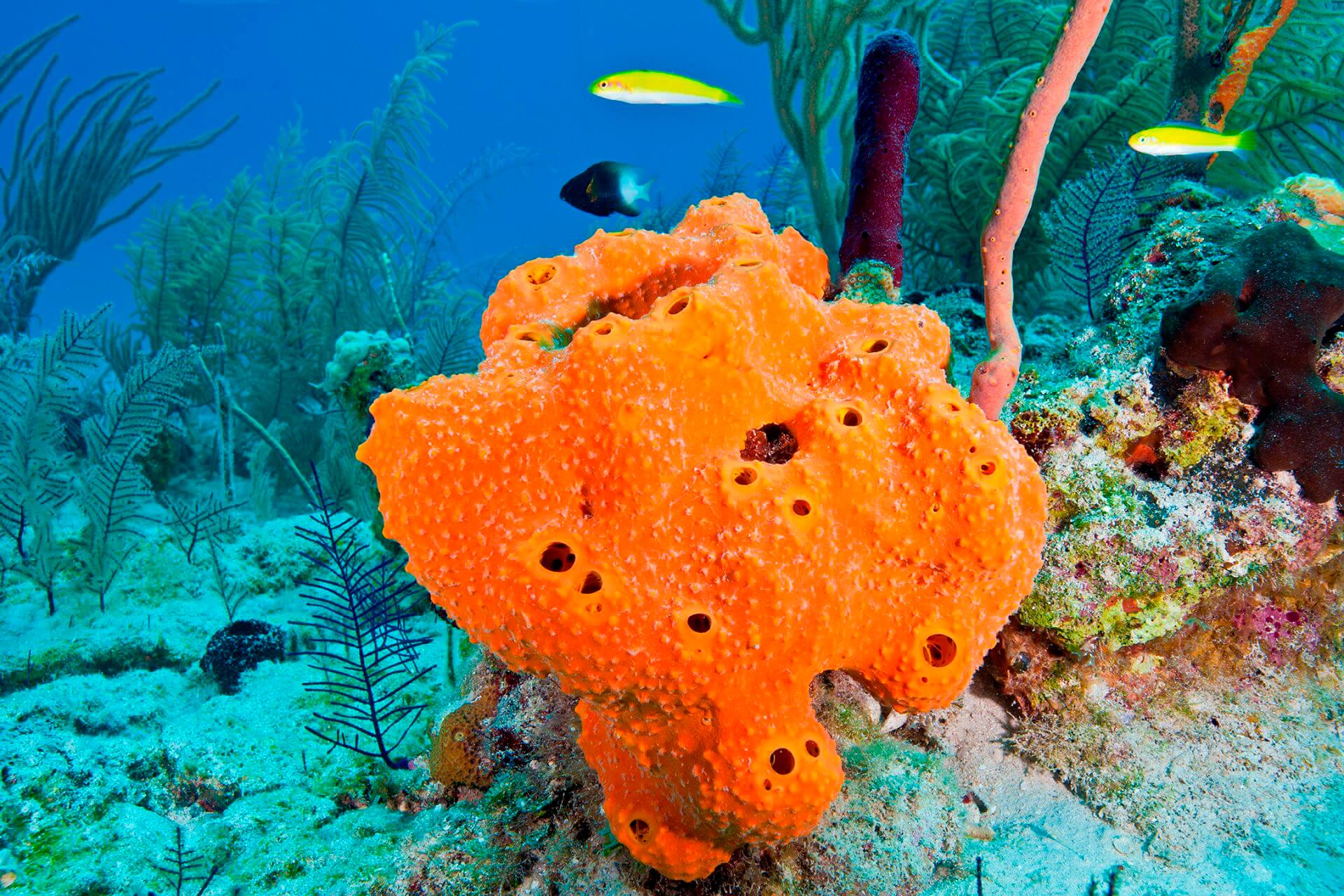 Amazing facts and secrets of sea sponges | Spongean