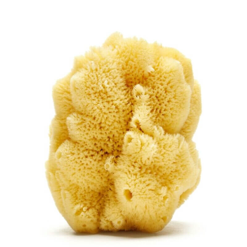 Amazing facts and secrets of sea sponges Spongean