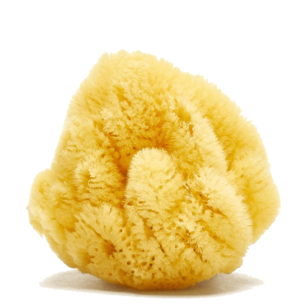 Caribbean sea sponge by Spongean