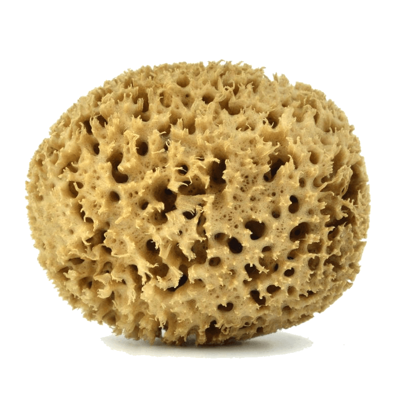 Natural bath sponges
