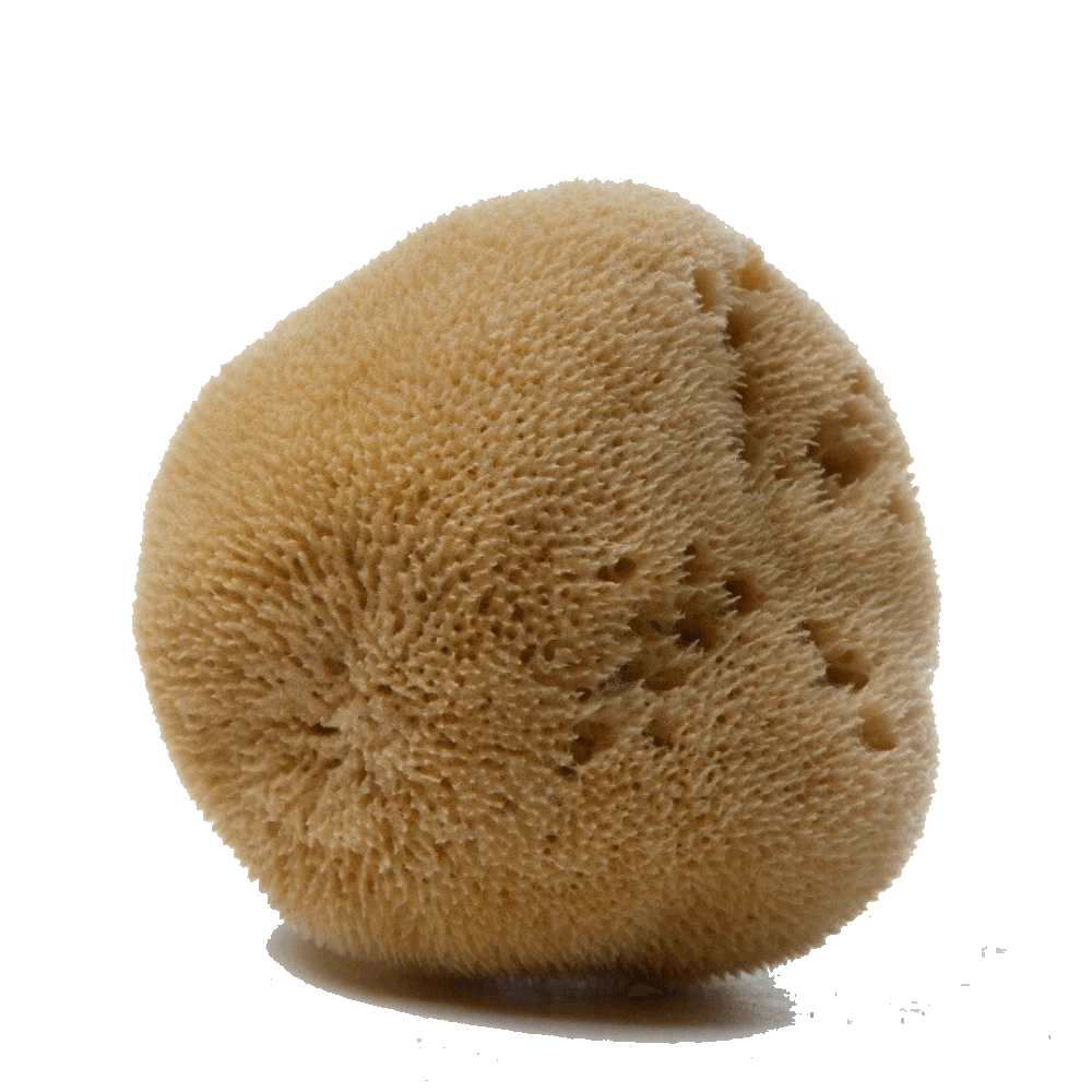 Silk fine sea sponge by Spongean