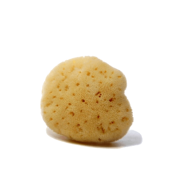 Fine Silk sea sponge by Spongean