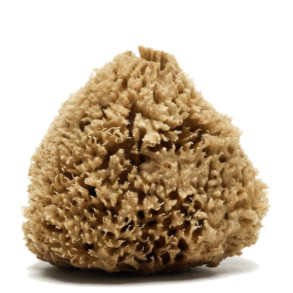 Wool sea sponge by Spongean