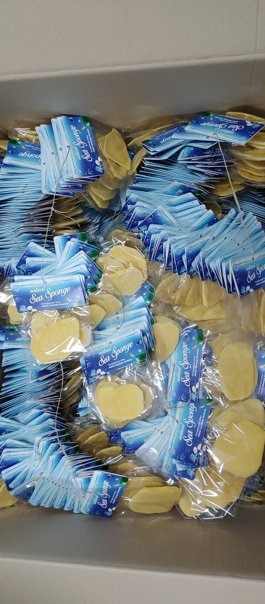 Antimension (Mousa) sponges