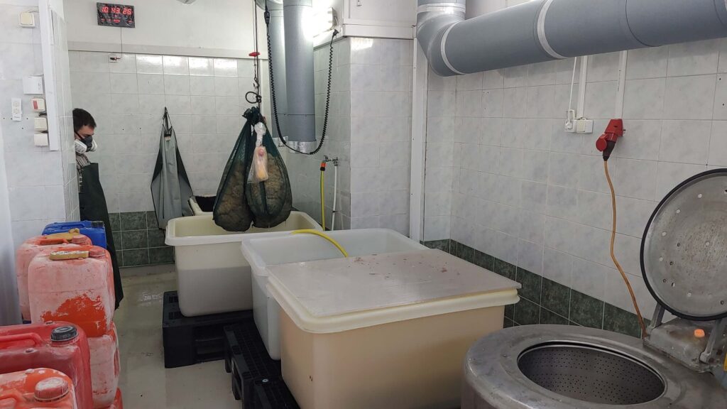 Processing Natural sea sponges at Spongean