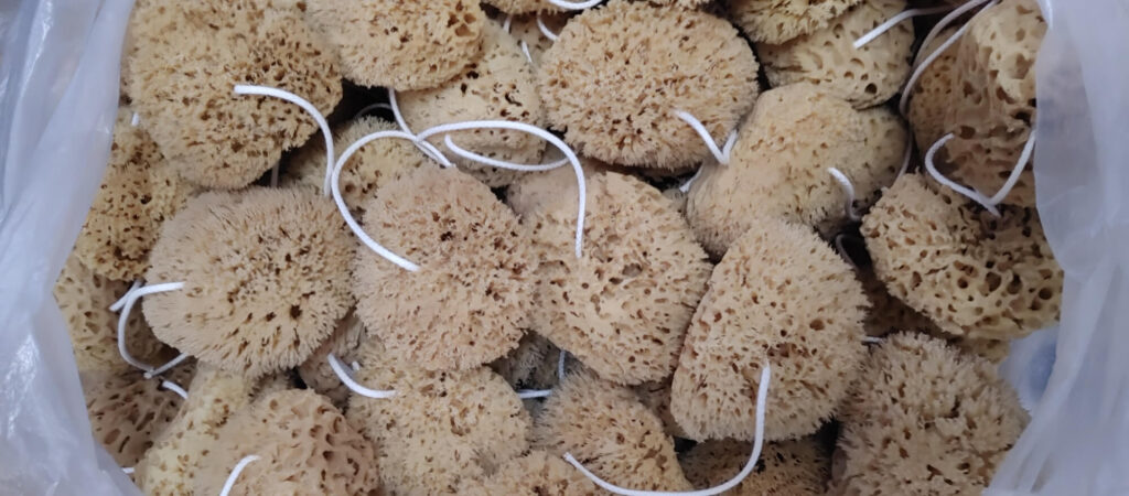 Sorting & Packaging sea sponges at Spongean
